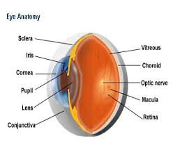 پاورپوینت فیزیوپاتولوژی چشم